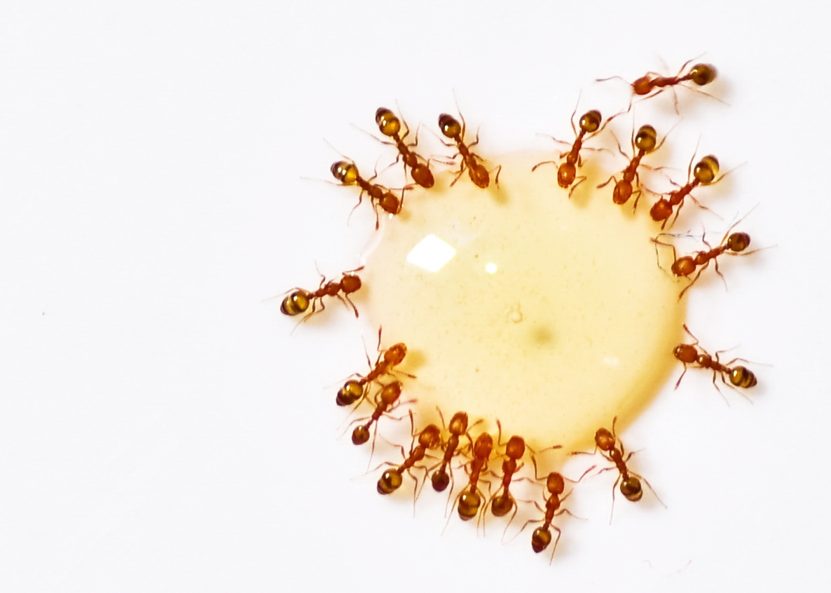 พฤติกรรมแปลกๆ ของมด